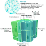 440px-Phloem_cells.svg