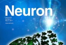 Four genes for Tourette's disorder discovered