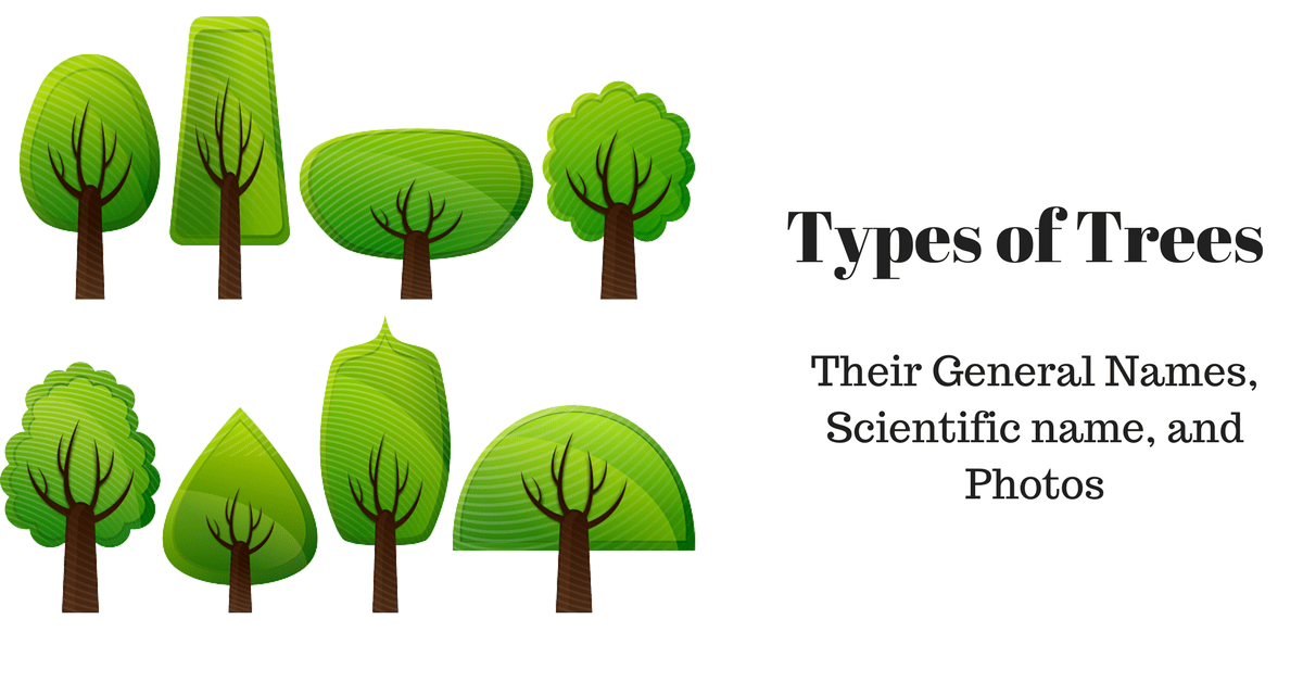 Names of Trees. Five different Types of Trees. Kinds of Trees. Five Types of Tree.