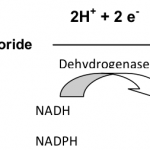 tetrazolium test